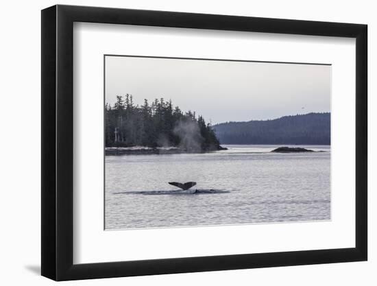 Adult Humpback Whale (Megaptera Novaeangliae) Flukes-Up Dive-Michael Nolan-Framed Photographic Print