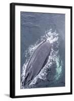 Adult Humpback Whale (Megaptera Novaeangliae) Surfacing Off the Enterprise Islands-Michael Nolan-Framed Photographic Print