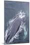 Adult Humpback Whale (Megaptera Novaeangliae) Surfacing Off the Enterprise Islands-Michael Nolan-Mounted Photographic Print