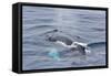 Adult Humpback Whale (Megaptera Novaeangliae)-Michael Nolan-Framed Stretched Canvas