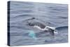 Adult Humpback Whale (Megaptera Novaeangliae)-Michael Nolan-Stretched Canvas