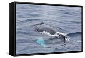Adult Humpback Whale (Megaptera Novaeangliae)-Michael Nolan-Framed Stretched Canvas