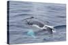 Adult Humpback Whale (Megaptera Novaeangliae)-Michael Nolan-Stretched Canvas