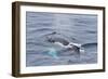 Adult Humpback Whale (Megaptera Novaeangliae)-Michael Nolan-Framed Photographic Print