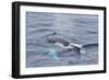 Adult Humpback Whale (Megaptera Novaeangliae)-Michael Nolan-Framed Photographic Print