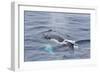 Adult Humpback Whale (Megaptera Novaeangliae)-Michael Nolan-Framed Photographic Print