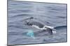 Adult Humpback Whale (Megaptera Novaeangliae)-Michael Nolan-Mounted Photographic Print