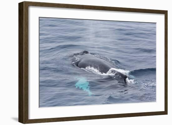 Adult Humpback Whale (Megaptera Novaeangliae)-Michael Nolan-Framed Photographic Print