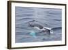 Adult Humpback Whale (Megaptera Novaeangliae)-Michael Nolan-Framed Photographic Print