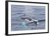 Adult Humpback Whale (Megaptera Novaeangliae)-Michael Nolan-Framed Photographic Print
