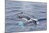 Adult Humpback Whale (Megaptera Novaeangliae)-Michael Nolan-Mounted Photographic Print