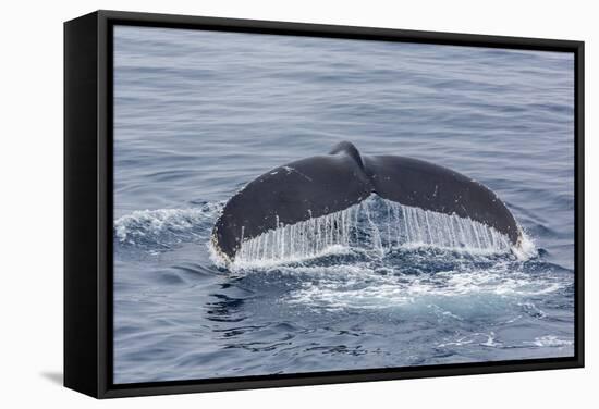 Adult Humpback Whale (Megaptera Novaeangliae)-Michael Nolan-Framed Stretched Canvas