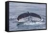 Adult Humpback Whale (Megaptera Novaeangliae)-Michael Nolan-Framed Stretched Canvas