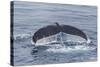 Adult Humpback Whale (Megaptera Novaeangliae)-Michael Nolan-Stretched Canvas