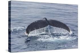 Adult Humpback Whale (Megaptera Novaeangliae)-Michael Nolan-Stretched Canvas