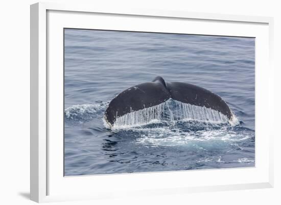 Adult Humpback Whale (Megaptera Novaeangliae)-Michael Nolan-Framed Photographic Print