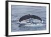 Adult Humpback Whale (Megaptera Novaeangliae)-Michael Nolan-Framed Photographic Print