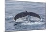 Adult Humpback Whale (Megaptera Novaeangliae)-Michael Nolan-Mounted Photographic Print