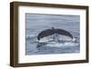 Adult Humpback Whale (Megaptera Novaeangliae)-Michael Nolan-Framed Photographic Print