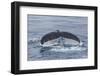 Adult Humpback Whale (Megaptera Novaeangliae)-Michael Nolan-Framed Photographic Print