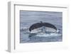 Adult Humpback Whale (Megaptera Novaeangliae)-Michael Nolan-Framed Photographic Print