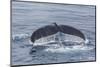 Adult Humpback Whale (Megaptera Novaeangliae)-Michael Nolan-Mounted Photographic Print