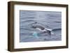 Adult Humpback Whale (Megaptera Novaeangliae)-Michael Nolan-Framed Premium Photographic Print