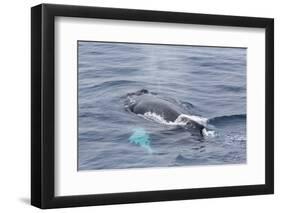 Adult Humpback Whale (Megaptera Novaeangliae)-Michael Nolan-Framed Premium Photographic Print