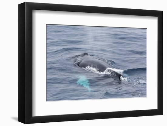 Adult Humpback Whale (Megaptera Novaeangliae)-Michael Nolan-Framed Photographic Print