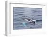 Adult Humpback Whale (Megaptera Novaeangliae)-Michael Nolan-Framed Photographic Print