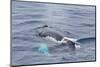 Adult Humpback Whale (Megaptera Novaeangliae)-Michael Nolan-Mounted Photographic Print