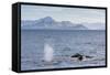 Adult Humpback Whales (Megaptera Novaeangliae) Feeding Near Ilulissat, Greenland, Polar Regions-Michael Nolan-Framed Stretched Canvas