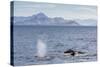 Adult Humpback Whales (Megaptera Novaeangliae) Feeding Near Ilulissat, Greenland, Polar Regions-Michael Nolan-Stretched Canvas