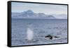 Adult Humpback Whales (Megaptera Novaeangliae) Feeding Near Ilulissat, Greenland, Polar Regions-Michael Nolan-Framed Stretched Canvas