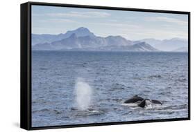 Adult Humpback Whales (Megaptera Novaeangliae) Feeding Near Ilulissat, Greenland, Polar Regions-Michael Nolan-Framed Stretched Canvas