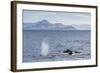 Adult Humpback Whales (Megaptera Novaeangliae) Feeding Near Ilulissat, Greenland, Polar Regions-Michael Nolan-Framed Photographic Print