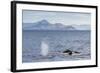 Adult Humpback Whales (Megaptera Novaeangliae) Feeding Near Ilulissat, Greenland, Polar Regions-Michael Nolan-Framed Photographic Print