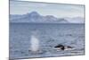 Adult Humpback Whales (Megaptera Novaeangliae) Feeding Near Ilulissat, Greenland, Polar Regions-Michael Nolan-Mounted Photographic Print