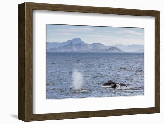 Adult Humpback Whales (Megaptera Novaeangliae) Feeding Near Ilulissat, Greenland, Polar Regions-Michael Nolan-Framed Photographic Print