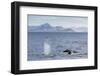 Adult Humpback Whales (Megaptera Novaeangliae) Feeding Near Ilulissat, Greenland, Polar Regions-Michael Nolan-Framed Photographic Print