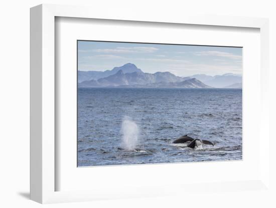 Adult Humpback Whales (Megaptera Novaeangliae) Feeding Near Ilulissat, Greenland, Polar Regions-Michael Nolan-Framed Photographic Print