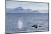 Adult Humpback Whales (Megaptera Novaeangliae) Feeding Near Ilulissat, Greenland, Polar Regions-Michael Nolan-Mounted Photographic Print