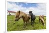 Adult Icelandic Horses (Equus Ferus Caballus), on a Farm on the Snaefellsnes Peninsula, Iceland-Michael Nolan-Framed Photographic Print