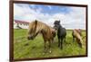 Adult Icelandic Horses (Equus Ferus Caballus), on a Farm on the Snaefellsnes Peninsula, Iceland-Michael Nolan-Framed Photographic Print