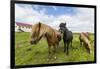 Adult Icelandic Horses (Equus Ferus Caballus), on a Farm on the Snaefellsnes Peninsula, Iceland-Michael Nolan-Framed Photographic Print