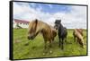 Adult Icelandic Horses (Equus Ferus Caballus), on a Farm on the Snaefellsnes Peninsula, Iceland-Michael Nolan-Framed Stretched Canvas