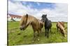 Adult Icelandic Horses (Equus Ferus Caballus), on a Farm on the Snaefellsnes Peninsula, Iceland-Michael Nolan-Stretched Canvas