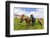 Adult Icelandic Horses (Equus Ferus Caballus), on a Farm on the Snaefellsnes Peninsula, Iceland-Michael Nolan-Framed Photographic Print