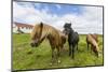 Adult Icelandic Horses (Equus Ferus Caballus), on a Farm on the Snaefellsnes Peninsula, Iceland-Michael Nolan-Mounted Photographic Print