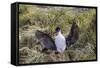 Adult Imperial Shag (Phalacrocorax Atriceps) Landing at Nest Site on New Island, Falkland Islands-Michael Nolan-Framed Stretched Canvas